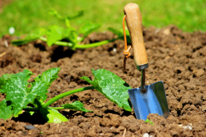 plant de courgette