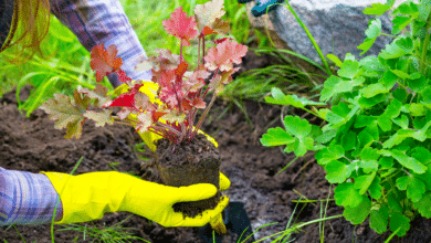 planter dans le potager