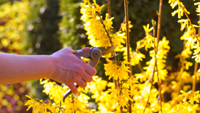 tailler le forsythia