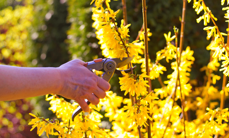 tailler le forsythia