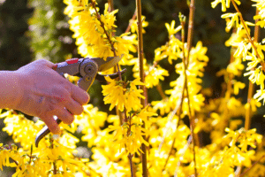 tailler un forsythia