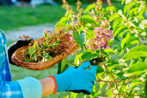 tailler un lilas