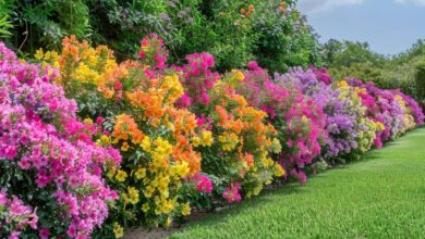 Les arbustes à bouturer en août pour un jardin coloré