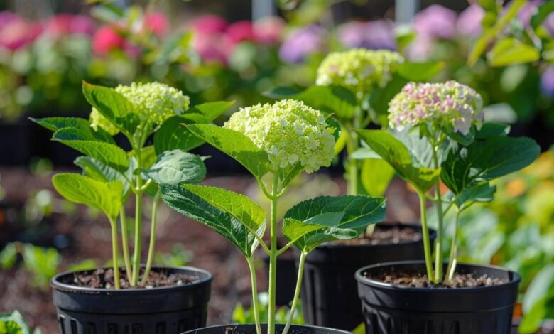 Boutures d'hortensia : est-ce le bon moment pour s'y mettre ? Réponse et conseils pratiques !