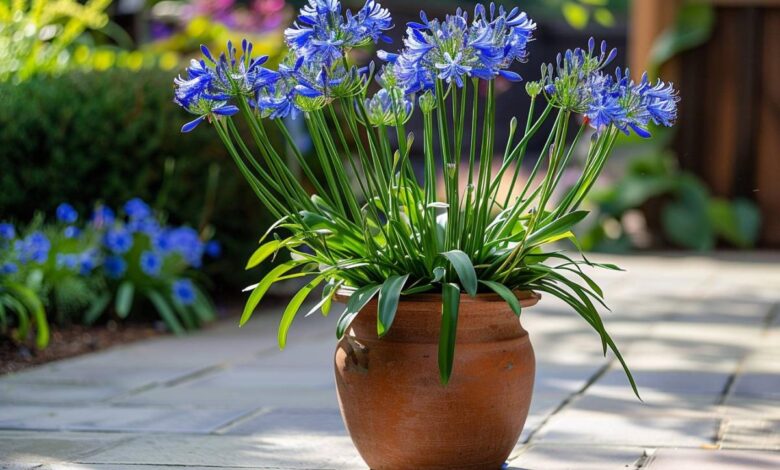 La méthode de ma grand-mère pour cultiver des agapanthes en pot à partir de graines