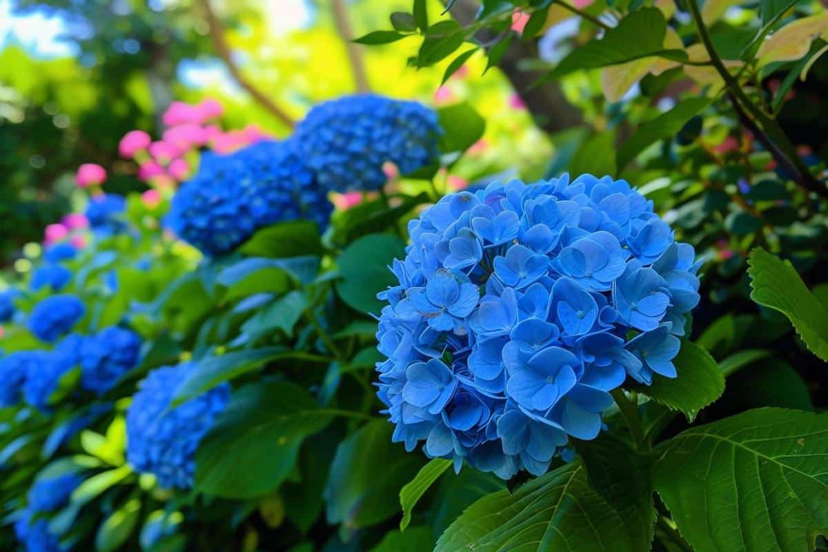 Des hortensias en fleurs tout l’été : les gestes clés pour une floraison continue