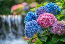 Des hortensias qui refusent de fleurir ? Agissez pour un jardin éclatant et coloré