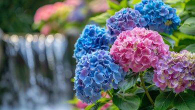 Des hortensias qui refusent de fleurir ? Agissez pour un jardin éclatant et coloré