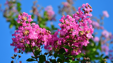 Lilas des Indes