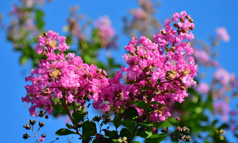 Lilas des Indes