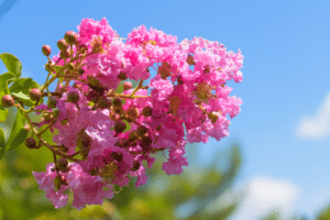 Lagerstroemia