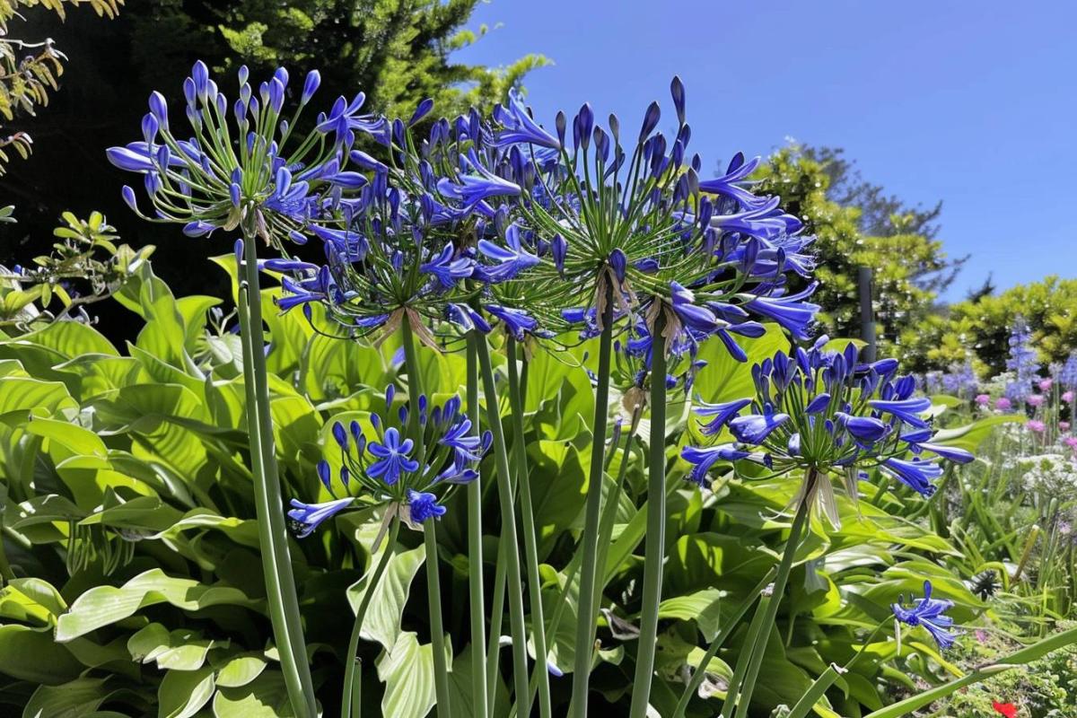 Comment grand-mère réussissait ses boutures de rosiers en août pour un jardin fleuri toute l'année