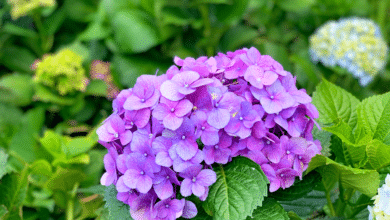 hortensia