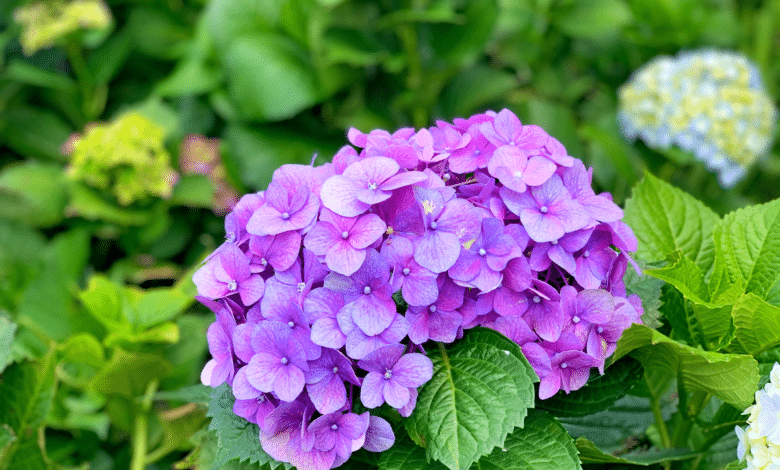 hortensia