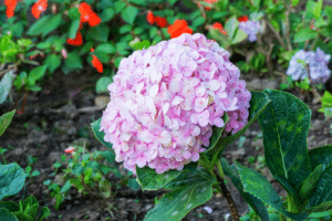 hortensia au jardin