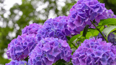 hortensias