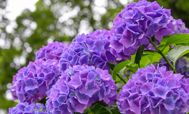 hortensias