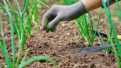 mauvaises herbes au potager