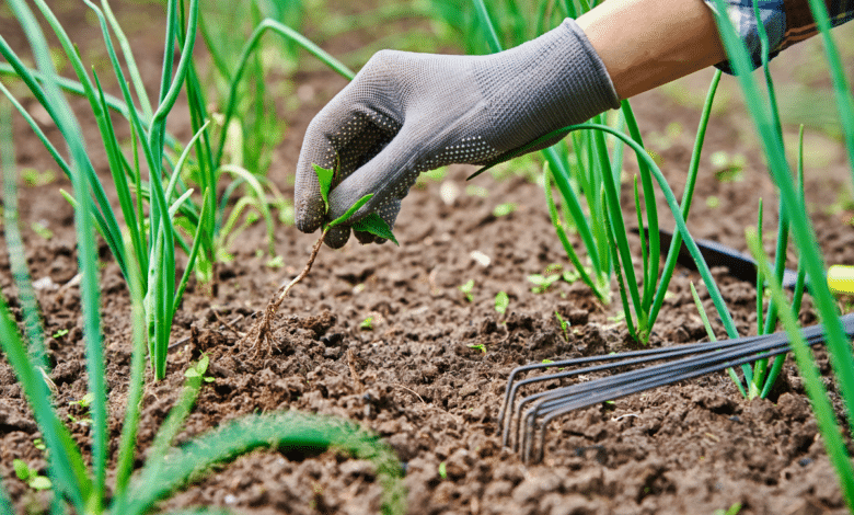 mauvaises herbes au potager