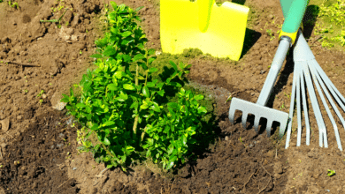 planter un arbre