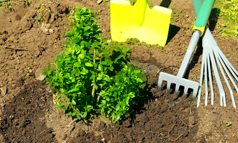 planter un arbre