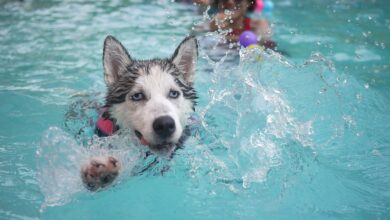 Quelles piscines pour faire du sport chez soi