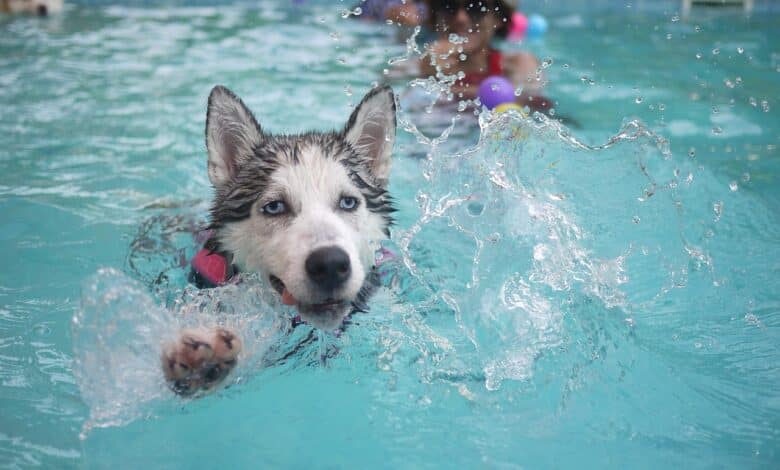 Quelles piscines pour faire du sport chez soi