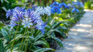 Cultiver des agapanthes : 5 astuces pour sublimer son jardin avec élégance