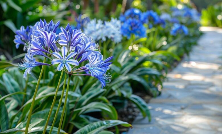 Cultiver des agapanthes : 5 astuces pour sublimer son jardin avec élégance