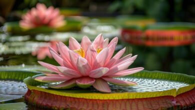 Comment planter et entretenir un nénuphar dans votre jardin