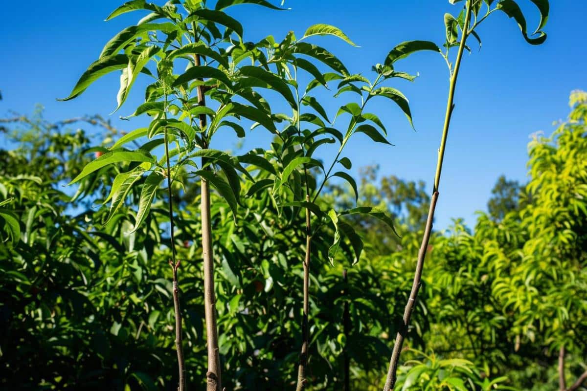 Plantez un pêcher dans votre jardin : suivez notre guide pour obtenir de délicieux fruits