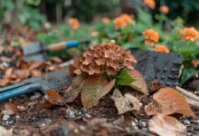 Quand vos hortensias brunissent : causes et remèdes