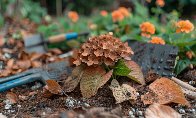 Quand vos hortensias brunissent : causes et remèdes