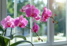 Comment faire refleurir une orchidée plusieurs fois sans effort