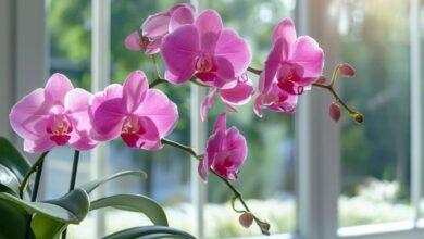 Comment faire refleurir une orchidée plusieurs fois sans effort