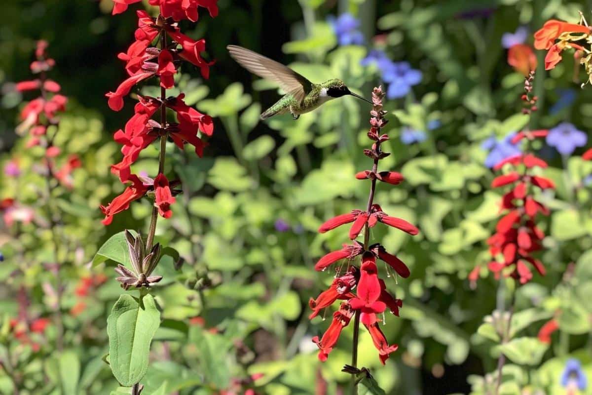 Attirez le colibri dans votre jardin pour un spectacle enchanteur