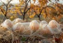 Protégez vos plantes fragiles avant l'arrivée du froid