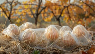 Protégez vos plantes fragiles avant l'arrivée du froid