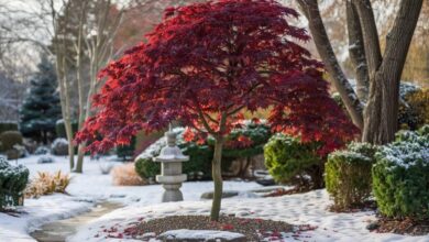 Comment protéger votre érable du Japon contre le froid hivernal