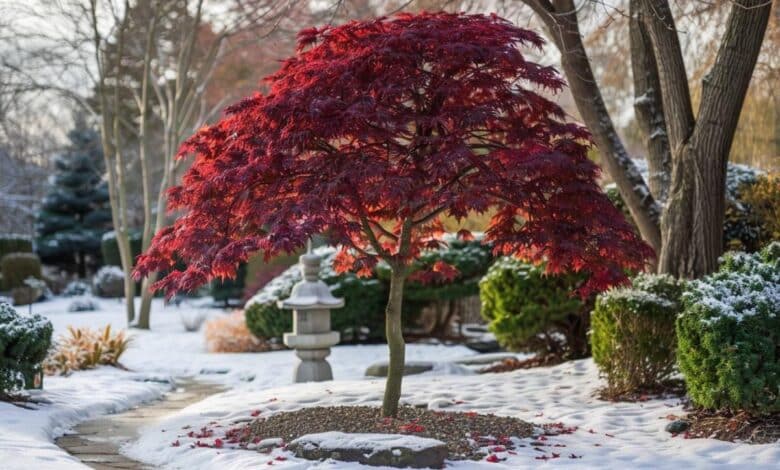 Comment protéger votre érable du Japon contre le froid hivernal