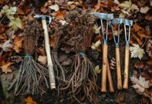 Herbes indésirables à tolérer dans votre jardin automnal