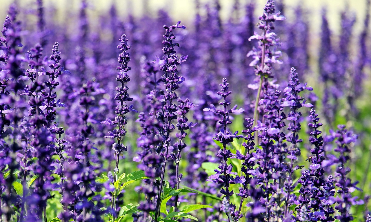 La lavande n'a pas perdu de sa popularité auprès des jardiniers français