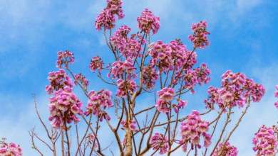 Paulownia tomentosa1