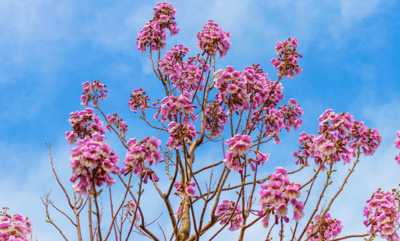 Paulownia tomentosa1