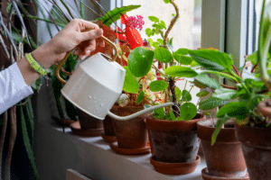 arroser vos plantes d'intérieur pendant l'hiver