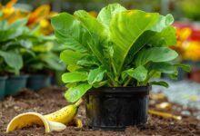 Une astuce étonnante : la peau de banane au secours de vos plantes