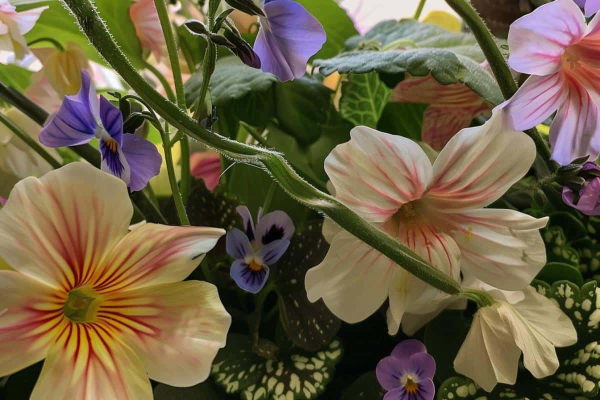 Bouturez ces trois fleurs en hiver pour un printemps éblouissant