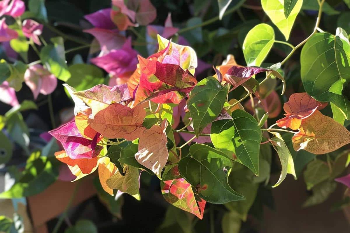 Bougainvillier en hiver : astuces d'arrosage et d'hivernage