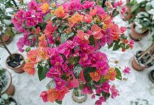 Bougainvillier en hiver : astuces d'arrosage et d'hivernage