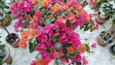 Bougainvillier en hiver : astuces d'arrosage et d'hivernage